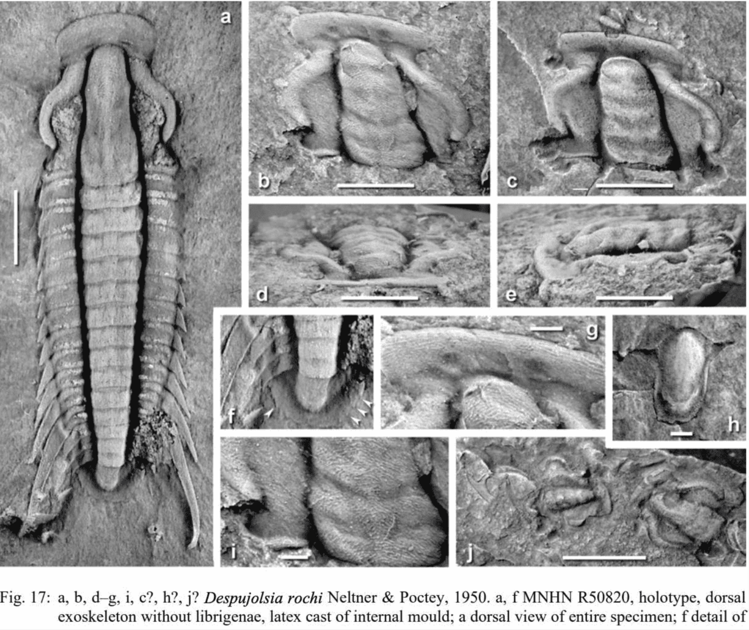 A critical evaluation of the Resserops clade (Trilobita: Despujolsiidae, early Cambrian) with remarks on related redlichiacean families (Geyer, 2020).
