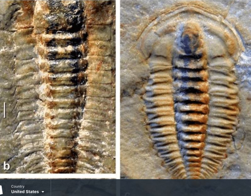 The Souss lagerstätte of the Anti‐Atlas, Morocco: discovery of the first Cambrian fossil lagerstätte from Africa (Geyer, G. &amp; Landing, E. 2021)