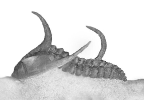 Unexpectedly curved spines in a Cambrian trilobite: considerations on the spinosity in Kingaspidoides spinirecurvatus sp. nov. ...