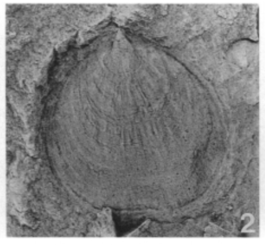 A New Obolellid Brachiopod from the Lower Cambrian of Morocco
Author(s): Gerd Geyer
Source: Journal of Paleontology, Vol. 68, No. 5 (Sep., 1994), pp. 995-1002