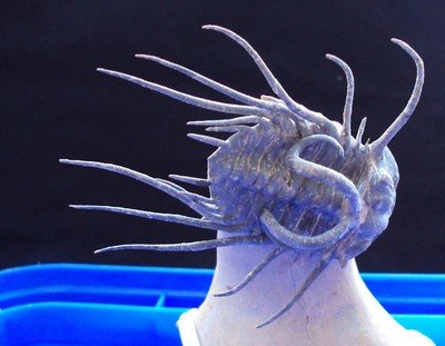 TRILOBITES