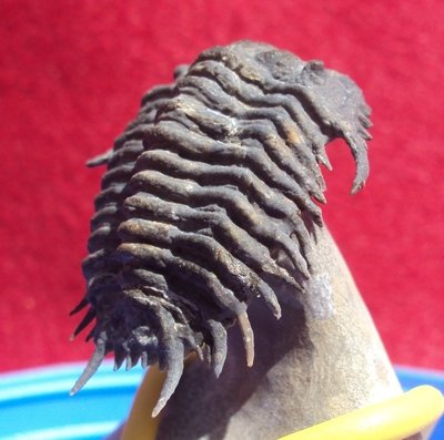 DEVONIAN
