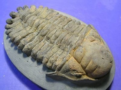 ORDOVICIAN