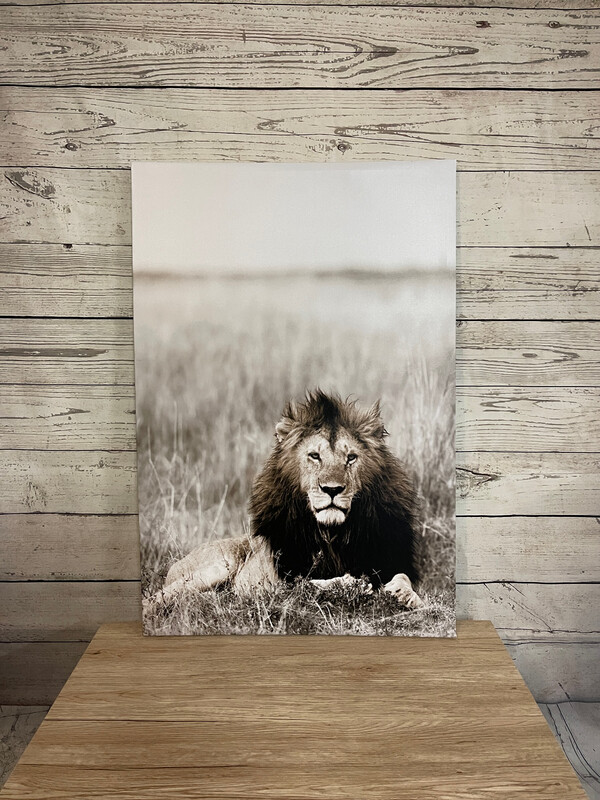 Lion Canvas Print 