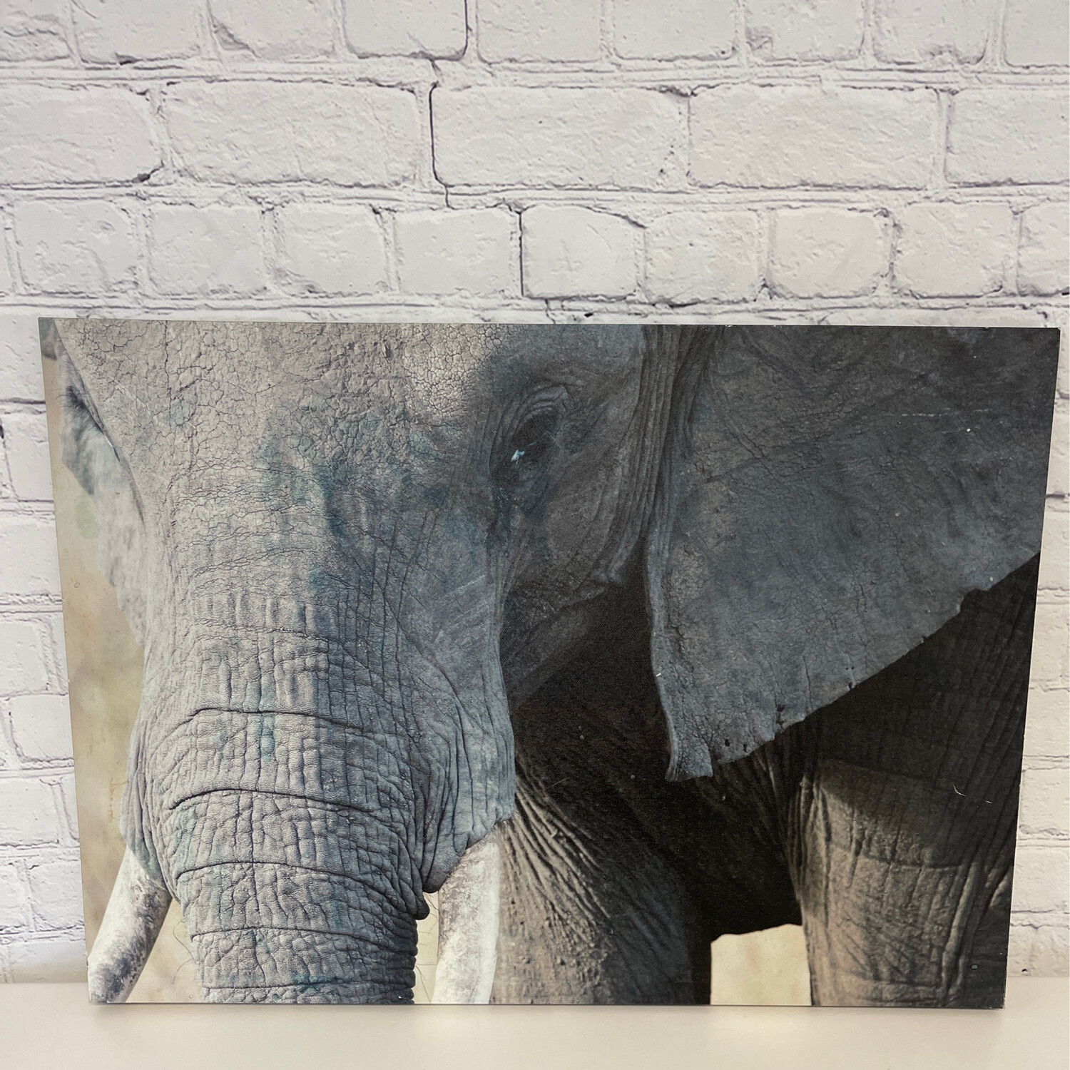 Elephant Canvas
