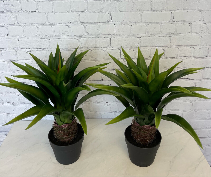 Indoor/Outdoor Floor Plant - Set Of 2