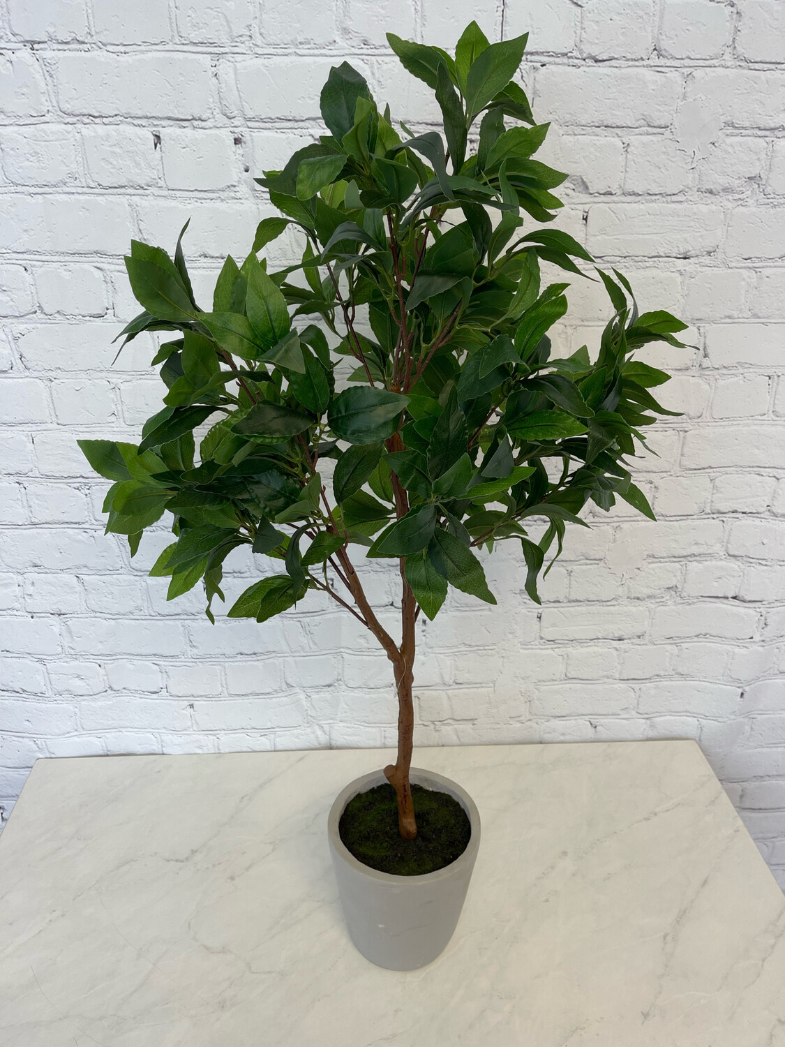 Weeping Fig Floor Plant