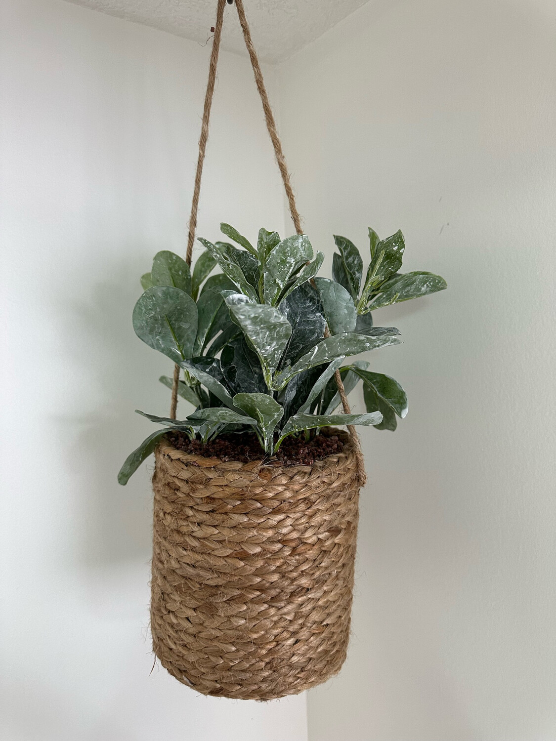 Faux Zamioculcas Hanging Plant