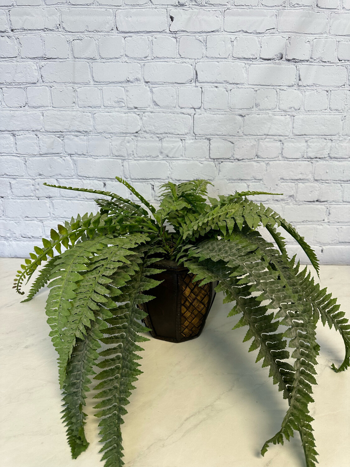 Sword Fern