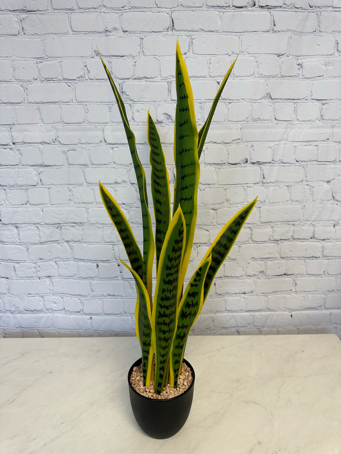 Tall Snake Plant
