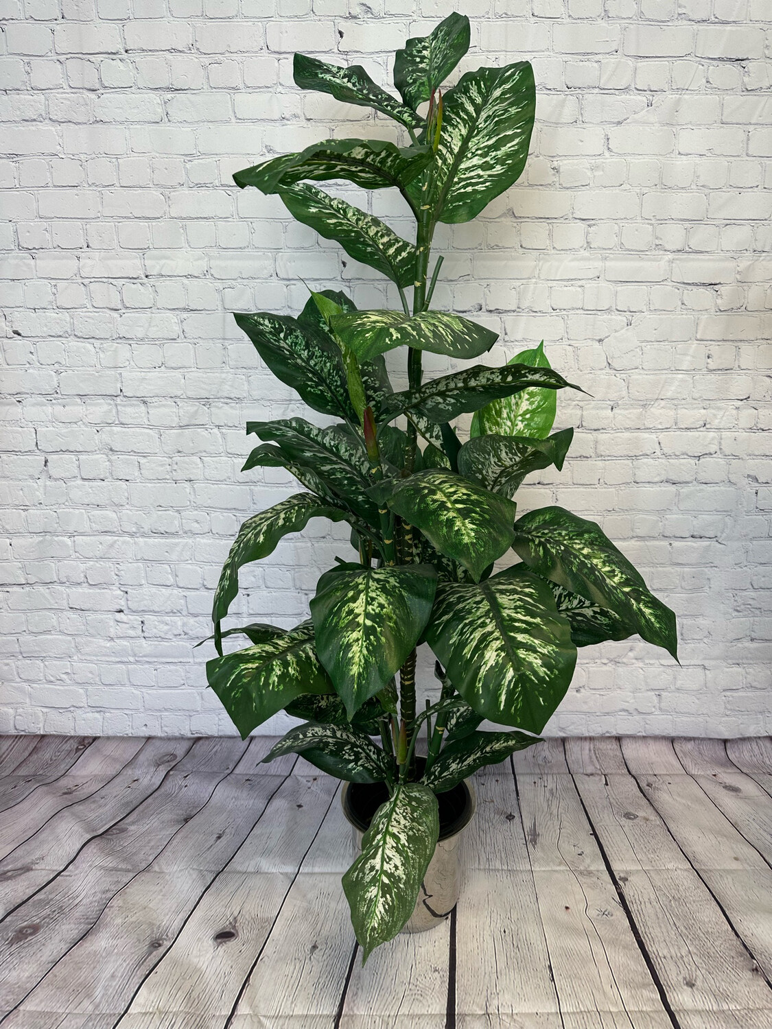 Leopard Lilly Floor Plant