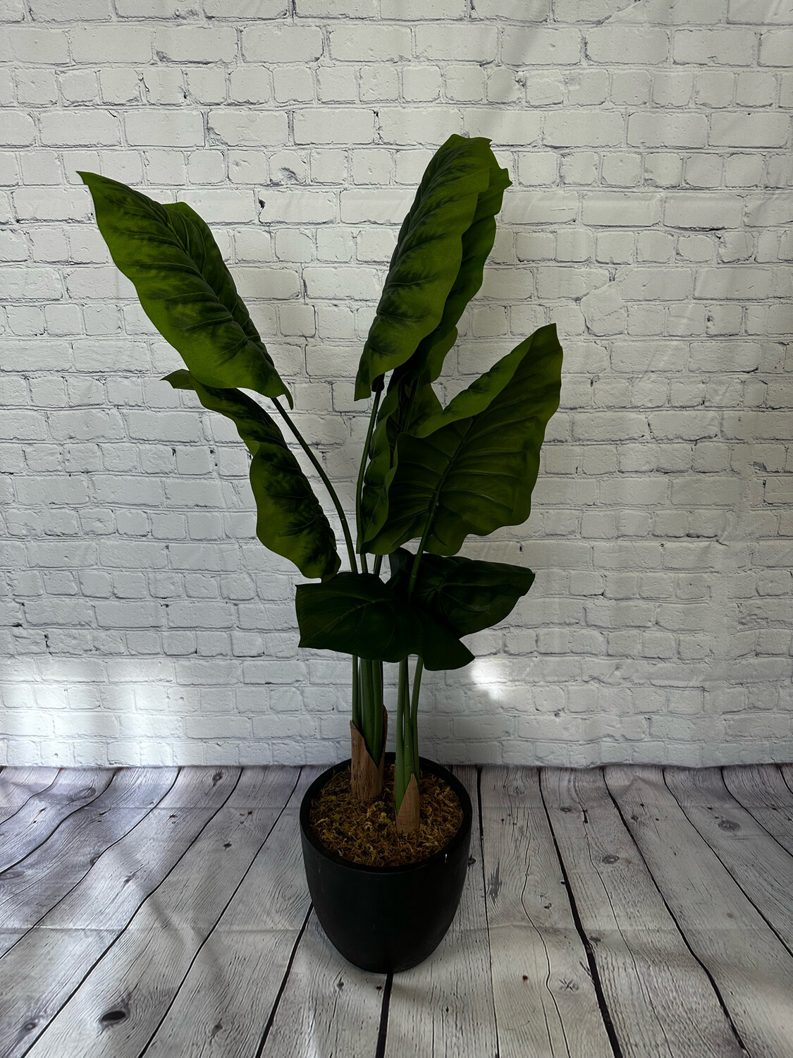 Alocasia Floor Plant