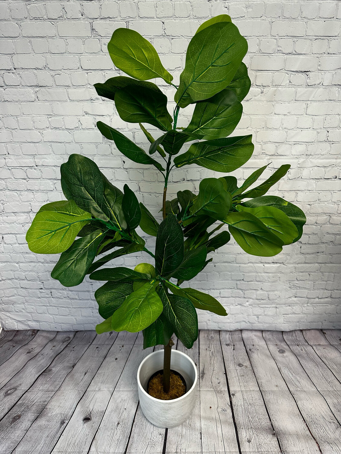 Fiddle Leaf Fig Floor Plant