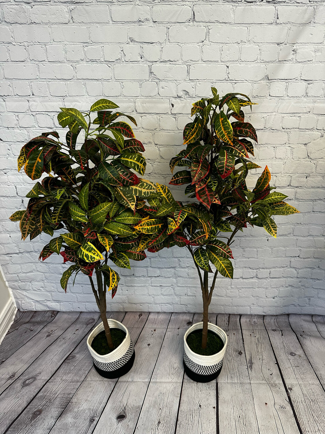 Indoor/Outdoor Floor Plant - Set Of 2
