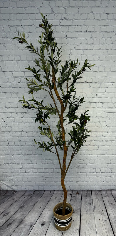 Olive Tree Floor Plant