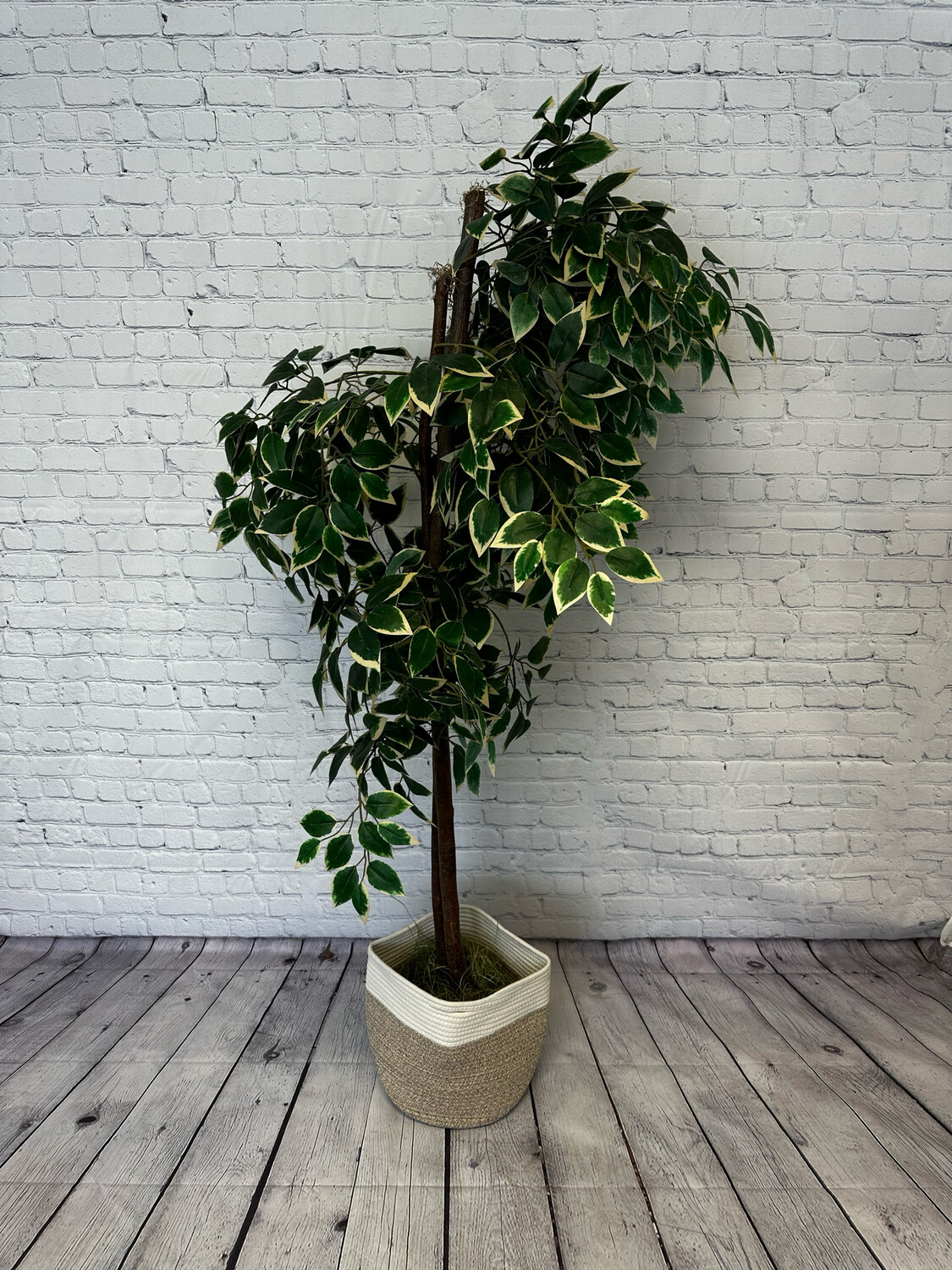 Birch Floor Plant