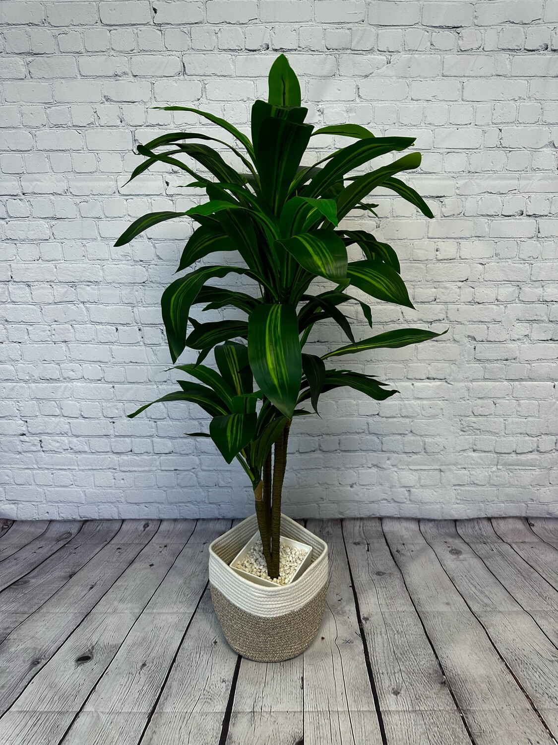 Dracaena Floor Plant