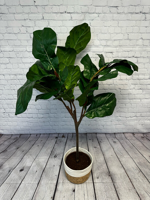 Fiddle Leaf Fig Floor Plant
