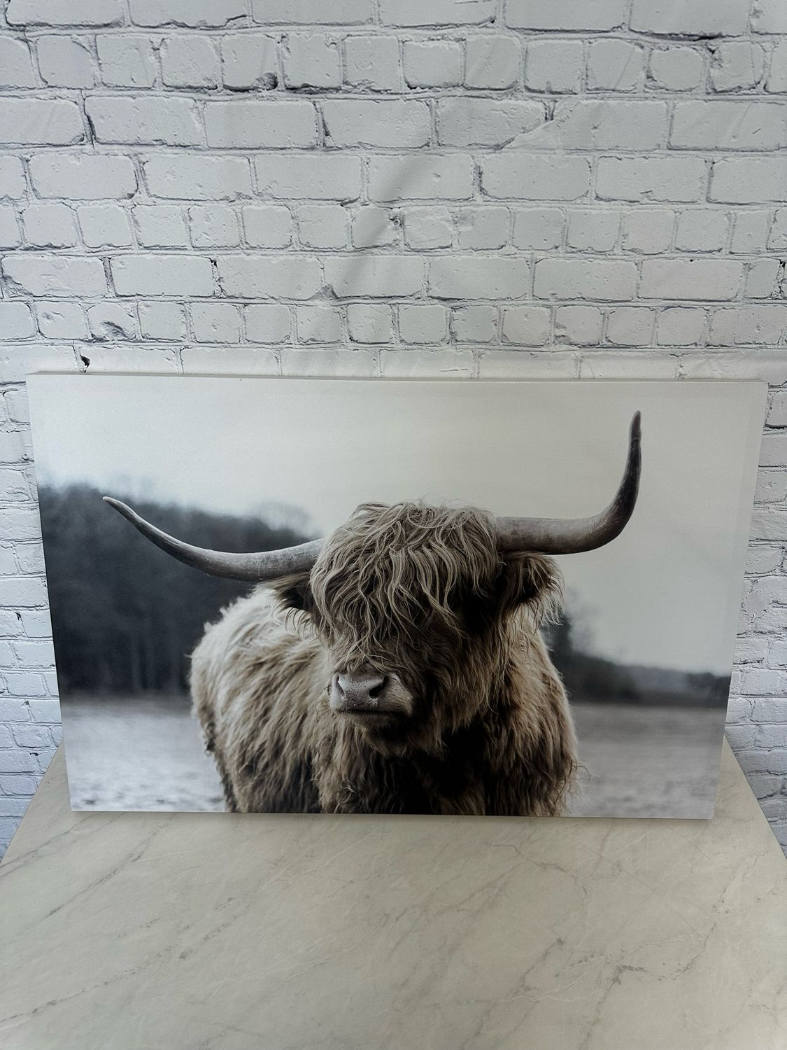 Highland Cow Canvas