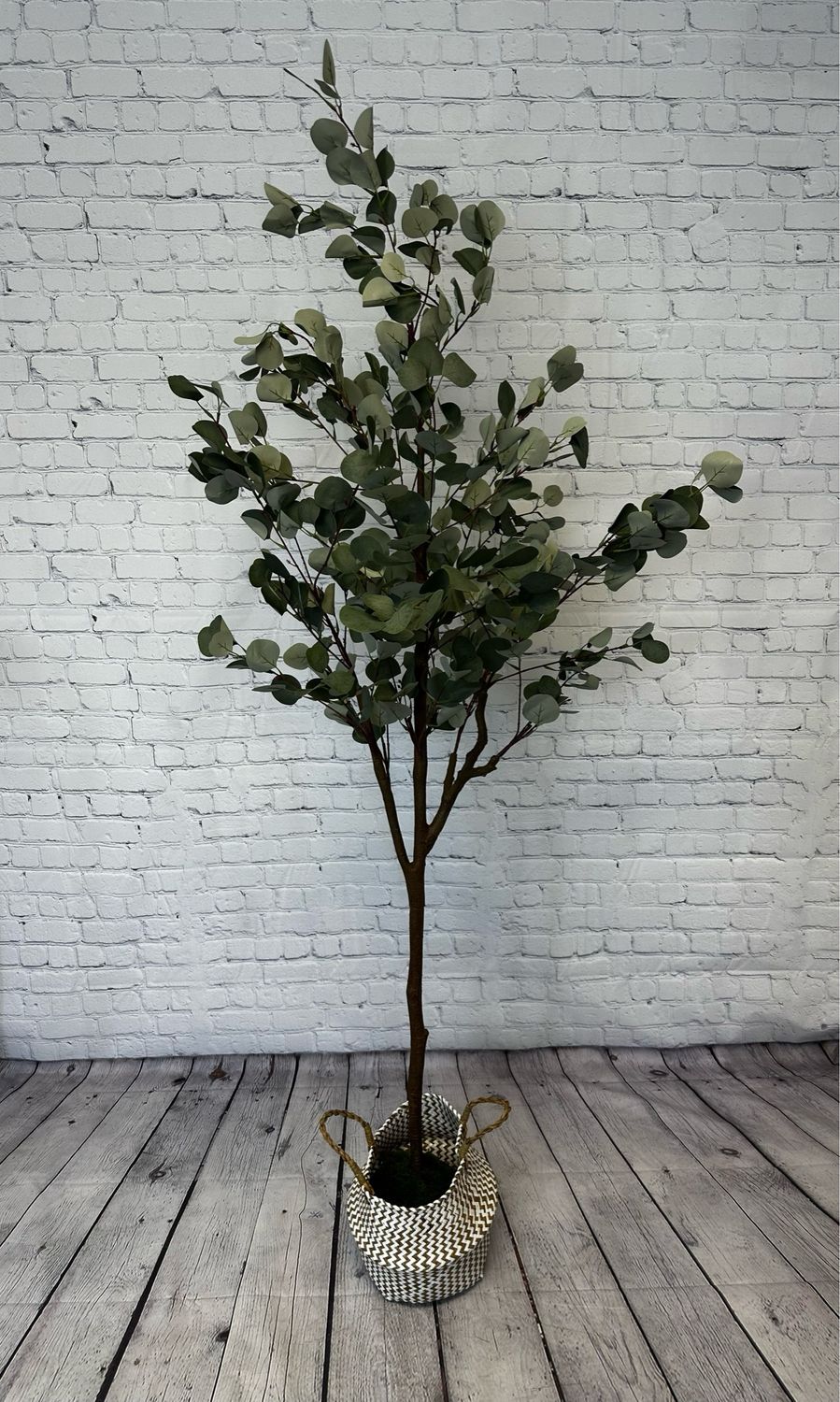 Eucalyptus Floor Plant