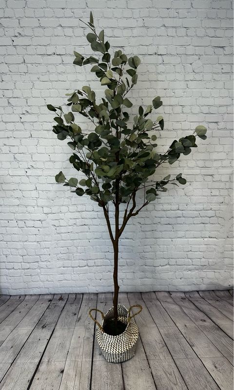 Eucalyptus Floor Plant