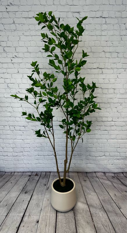 Sugar Maple Floor Plant