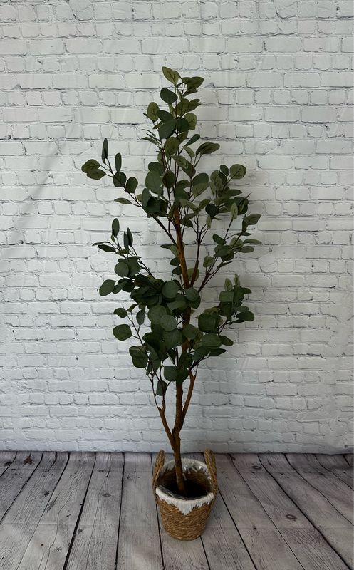 Eucalyptus Floor Plant