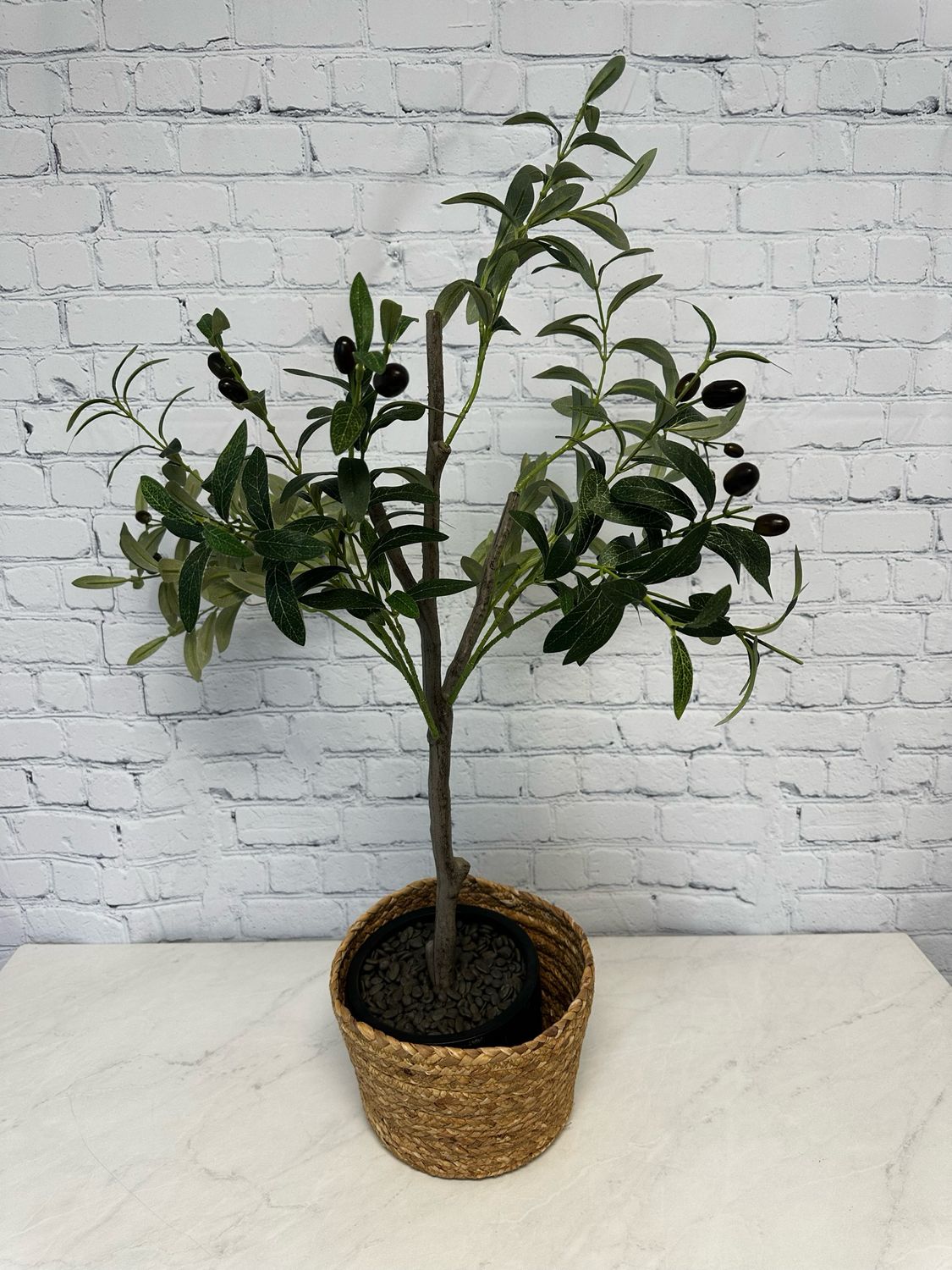Small Olive Tree