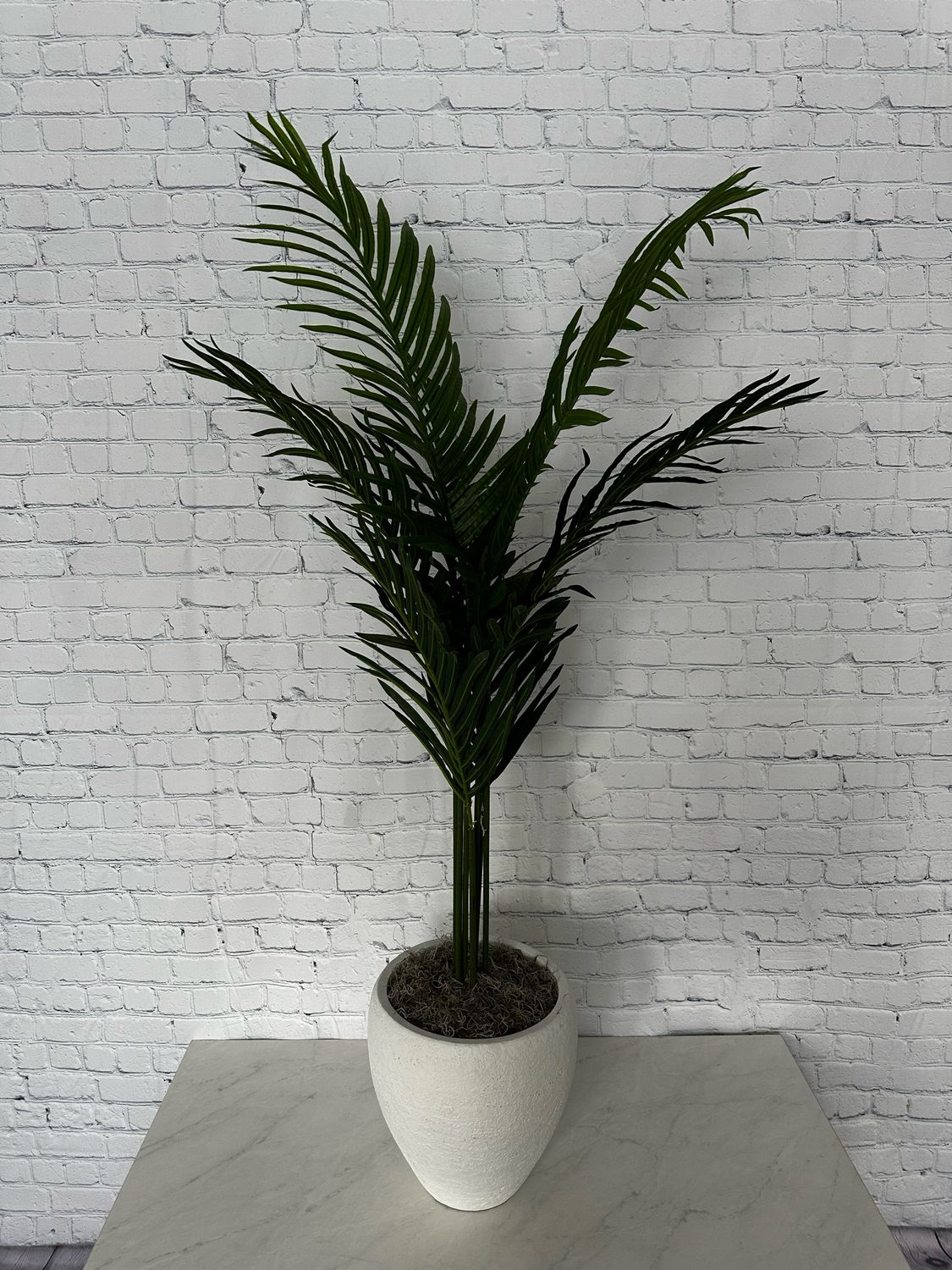 Sago Palm Floor Plant