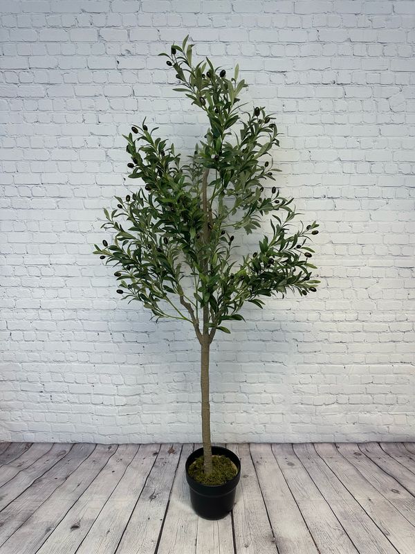 Olive Tree Floor Plant