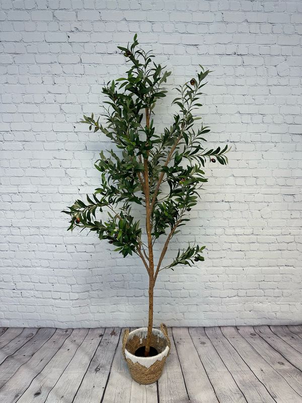 Olive Tree Floor Plant