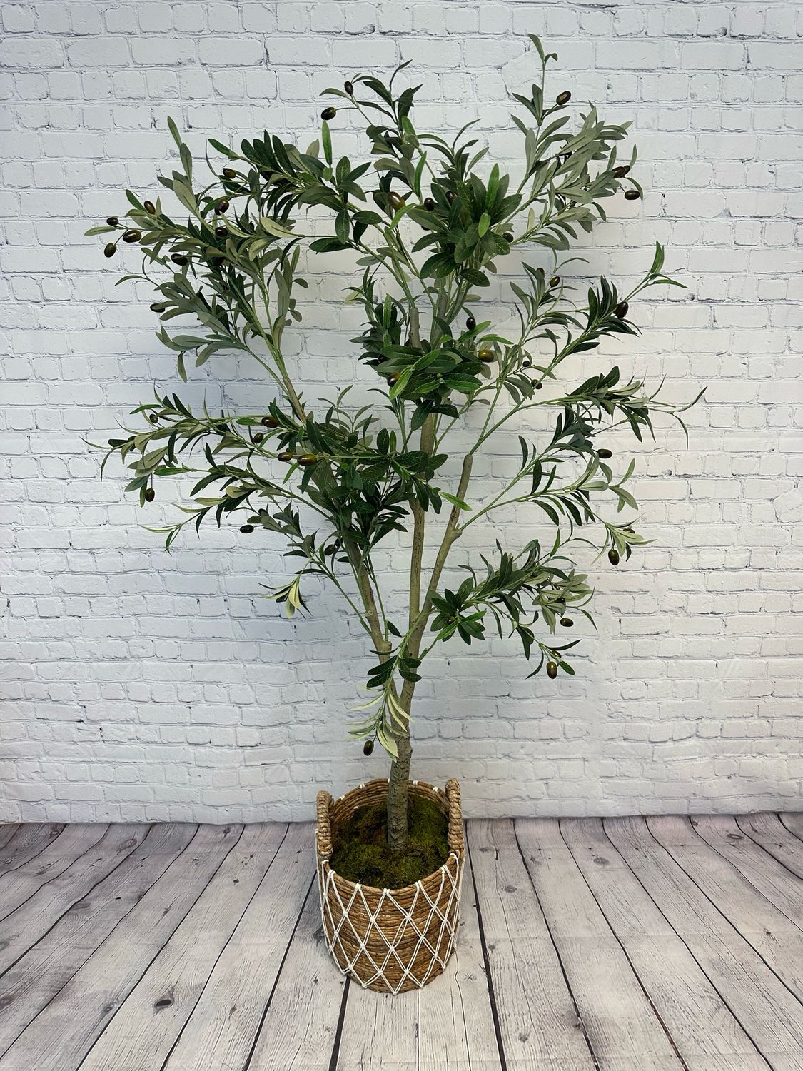 Olive Tree Floor Plant