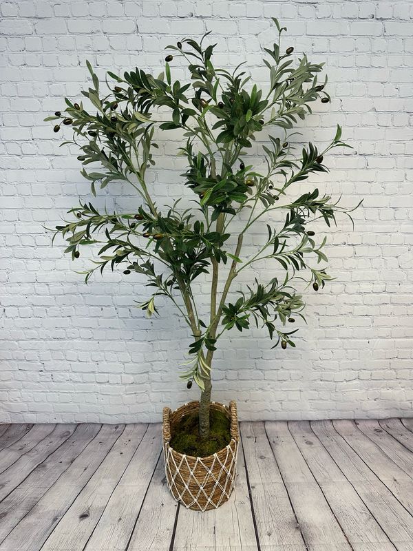 Olive Tree Floor Plant