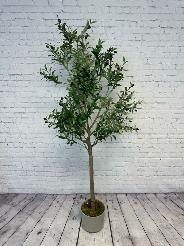 Olive Tree Floor Plant