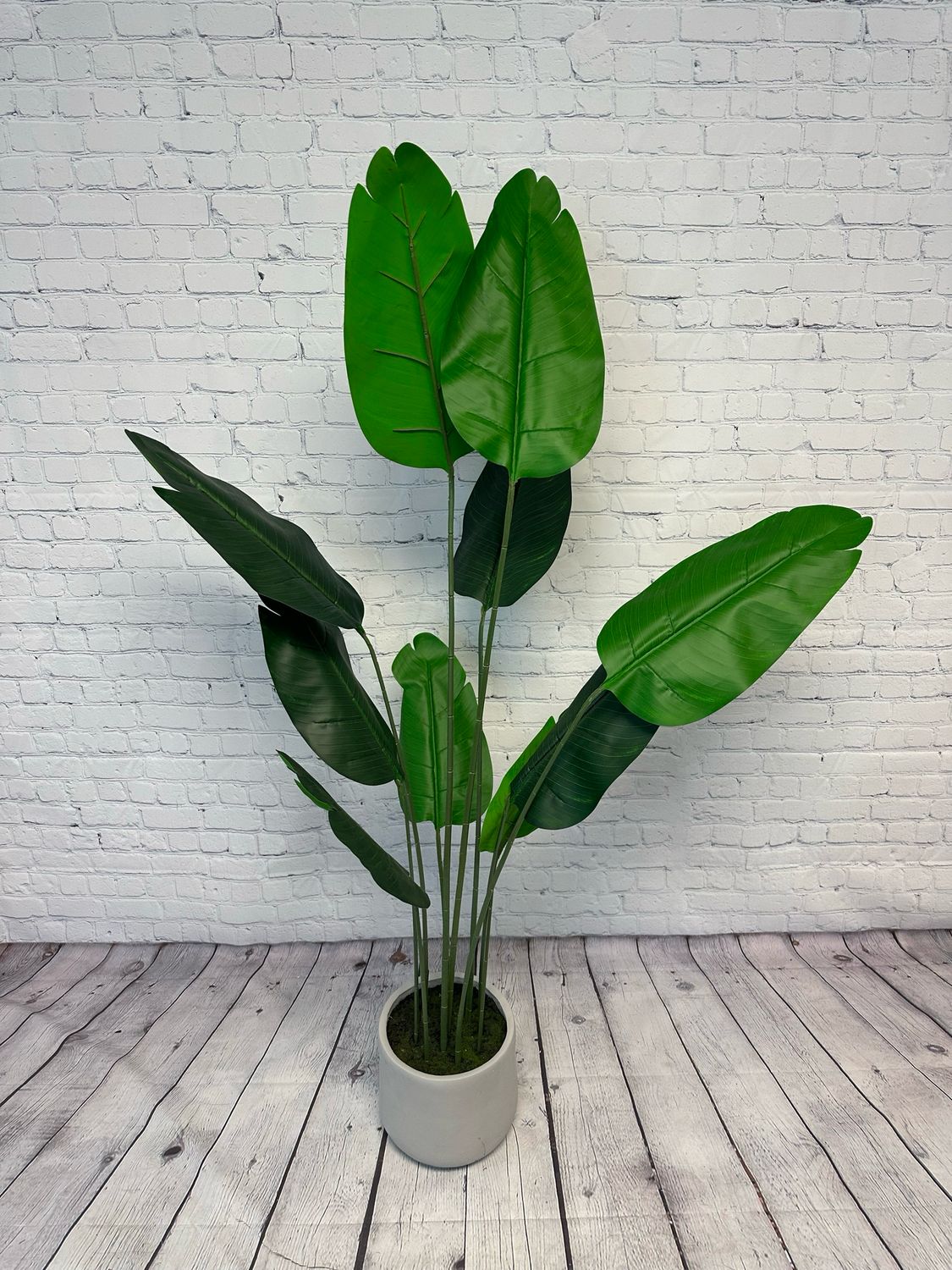 Bird Of Paradise Floor Plant