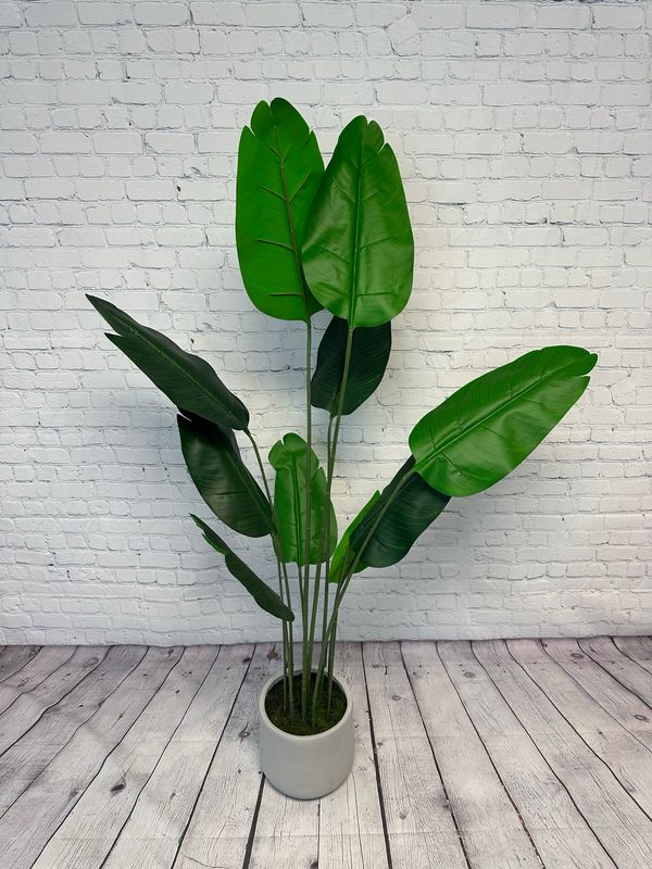 Bird Of Paradise Floor Plant