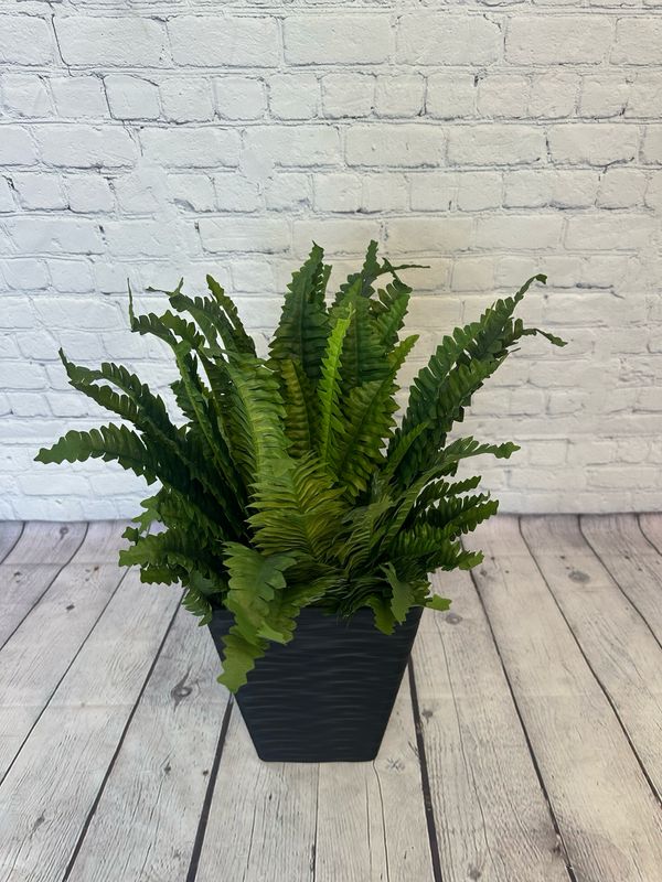 Indoor/Outdoor Floor Plant