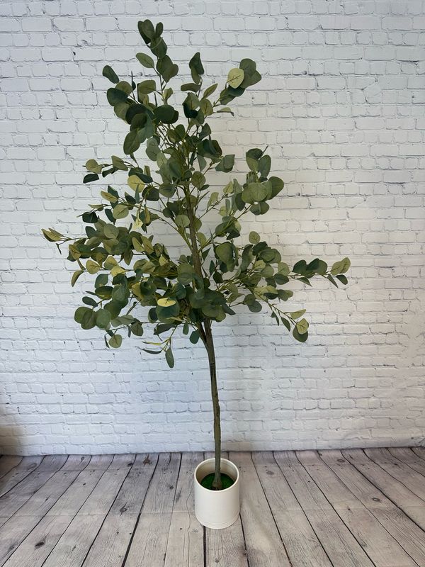 Eucalyptus Floor Plant