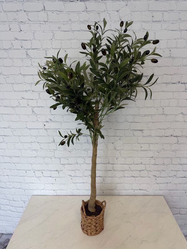 Indoor/Outdoor Olive Tree - 4 Foot
