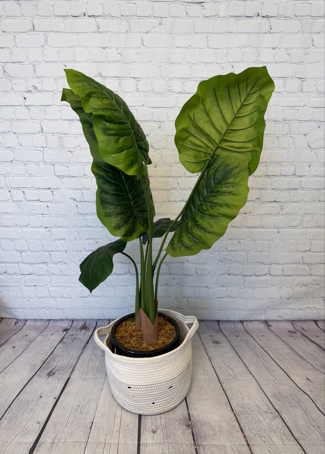 Alocasia Floor Plant - 4 Foot
