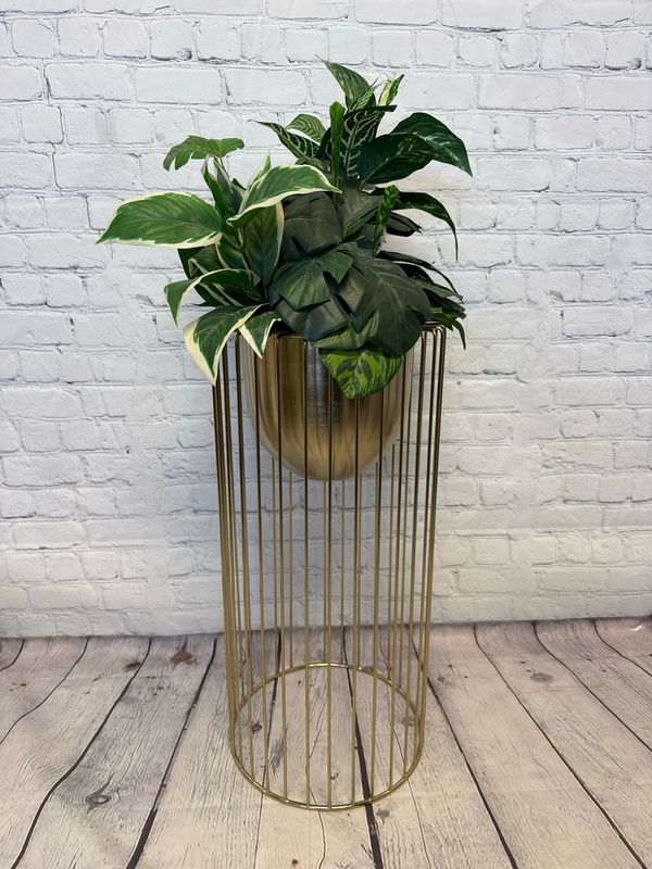 Gold Floor Plant Gold Floor Plant