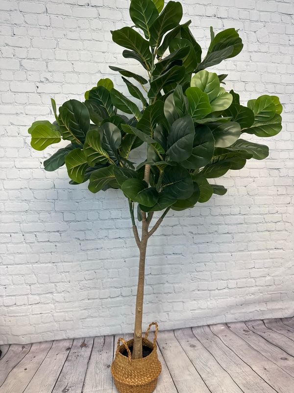 Fiddle Leaf Plant In Basket Fiddle Leaf Plant In Basket