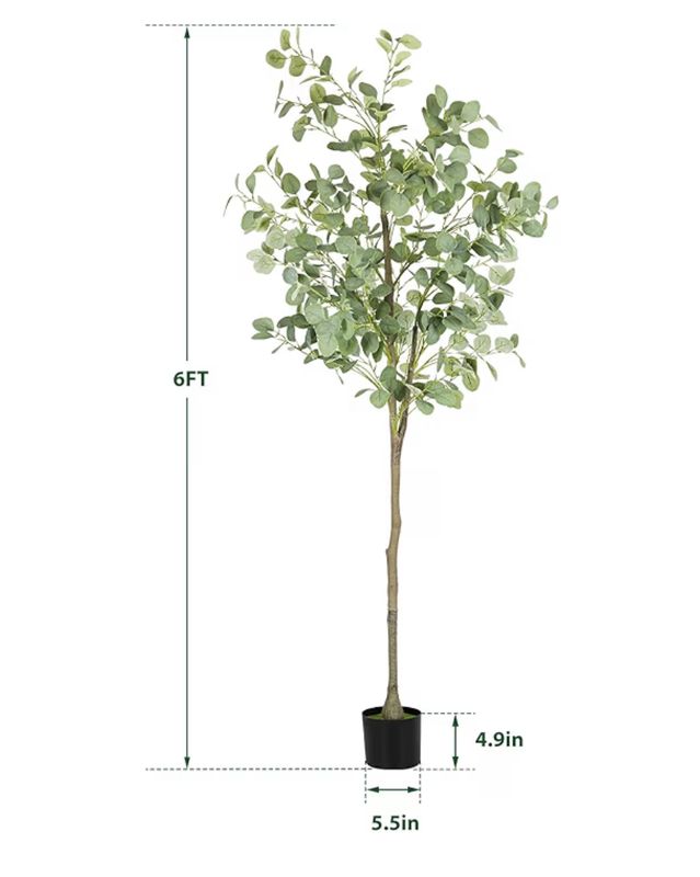 Eucalyptus Tree - 6 Foot
