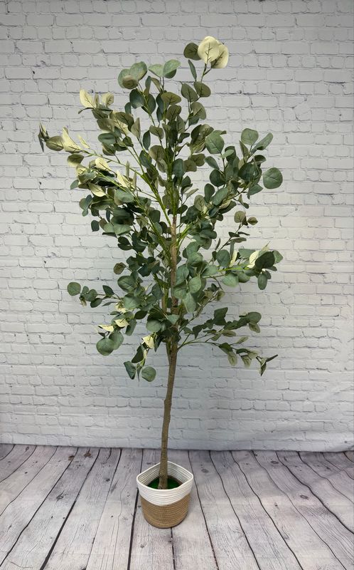 Eucalyptus Tree W/ White & Beige Basket - 6 Foot