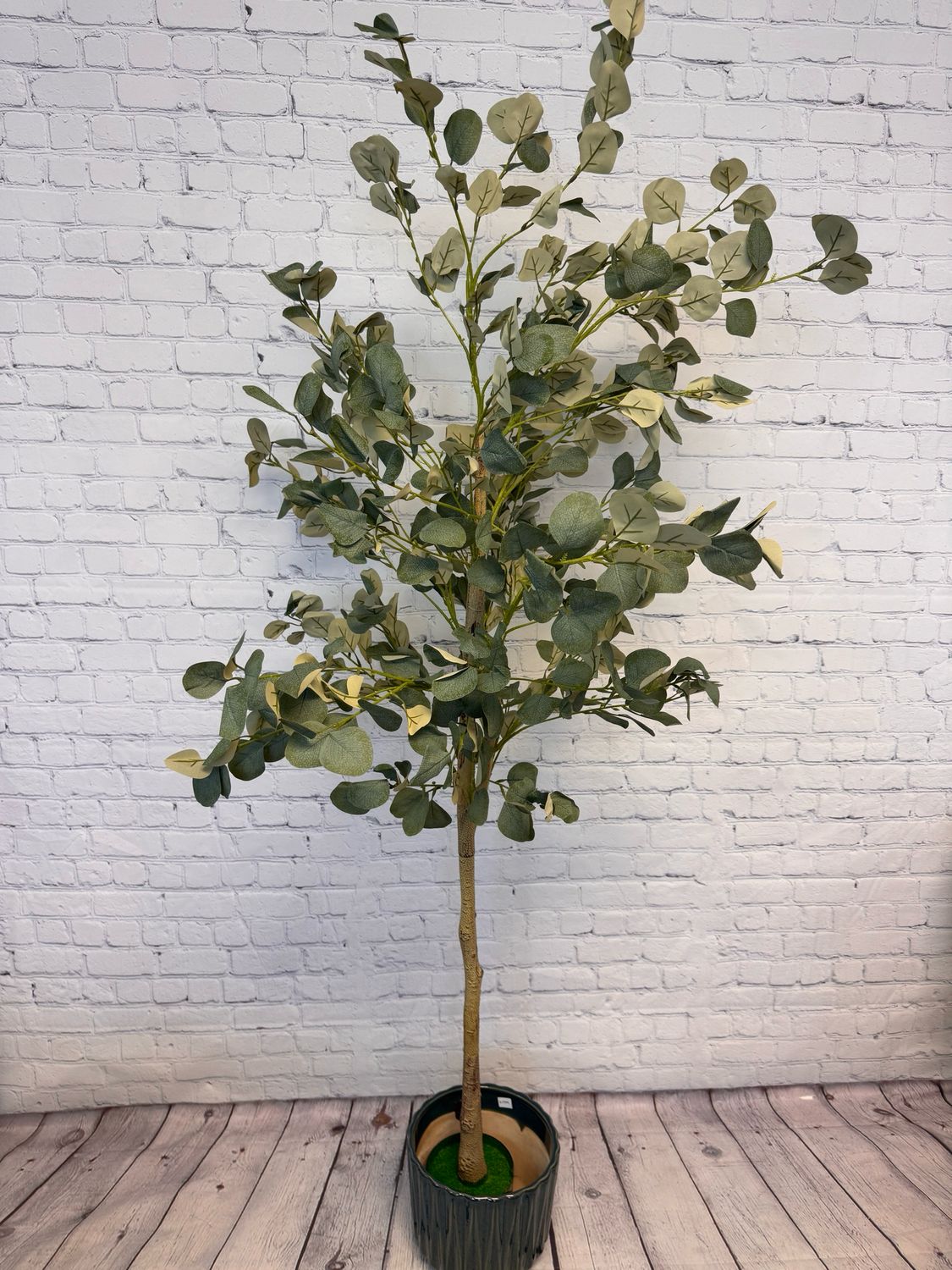 6 Foot Eucalyptus Tree W/ Dark Blue Pot