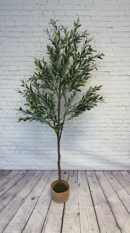 Olive Tree W/ Wicker Basket - 6 Foot