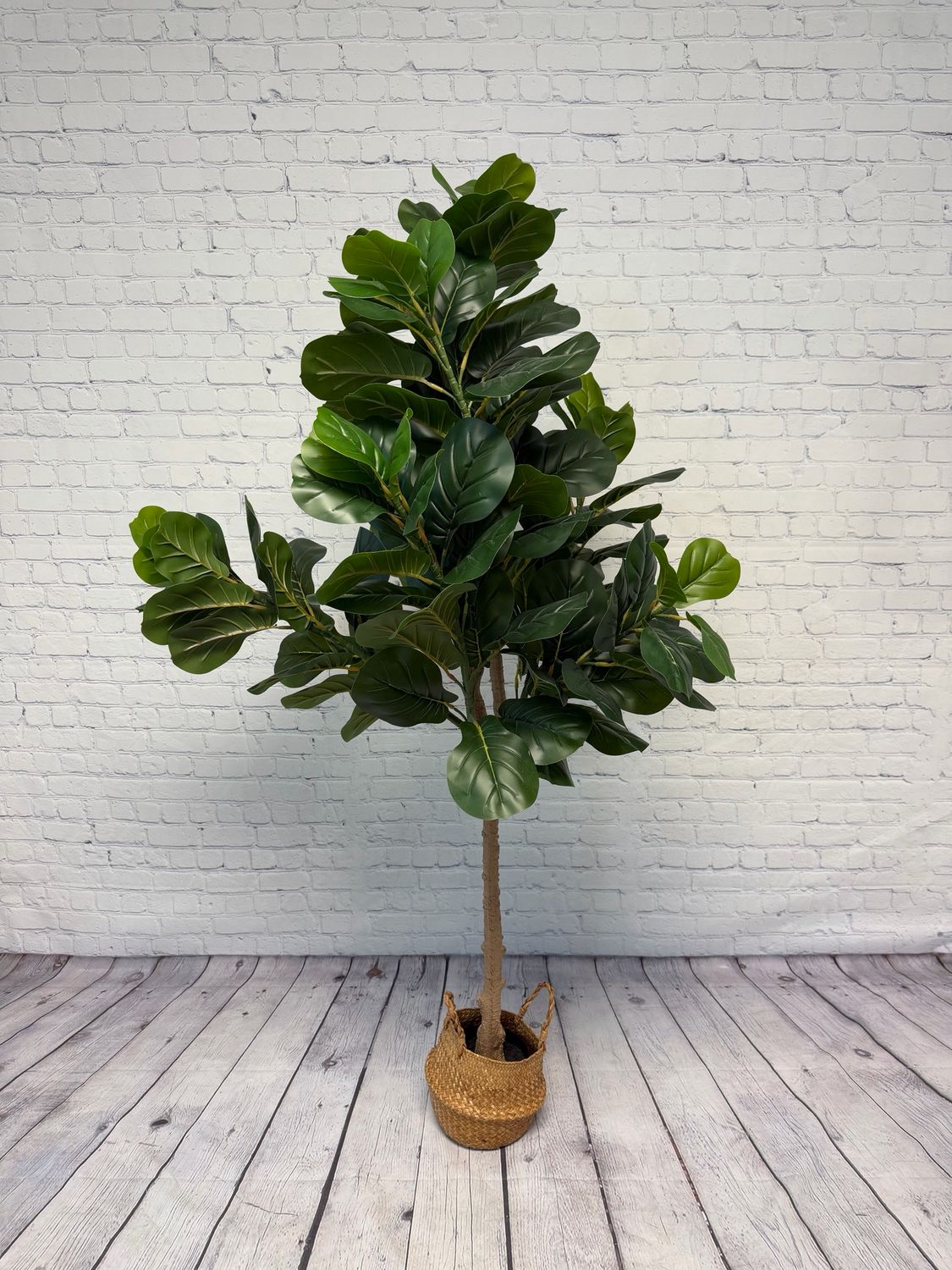 Fiddle Leaf Fig Tree In Small Basket - 5.5 Foot