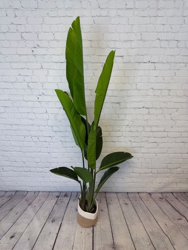 Bird Of Paradise Floor Plant - 5 Foot