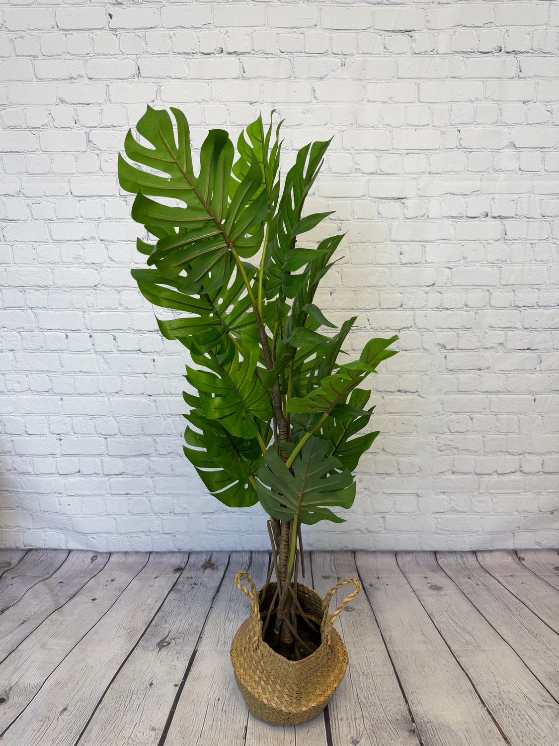 Monstera Floor Plant - 4 Foot