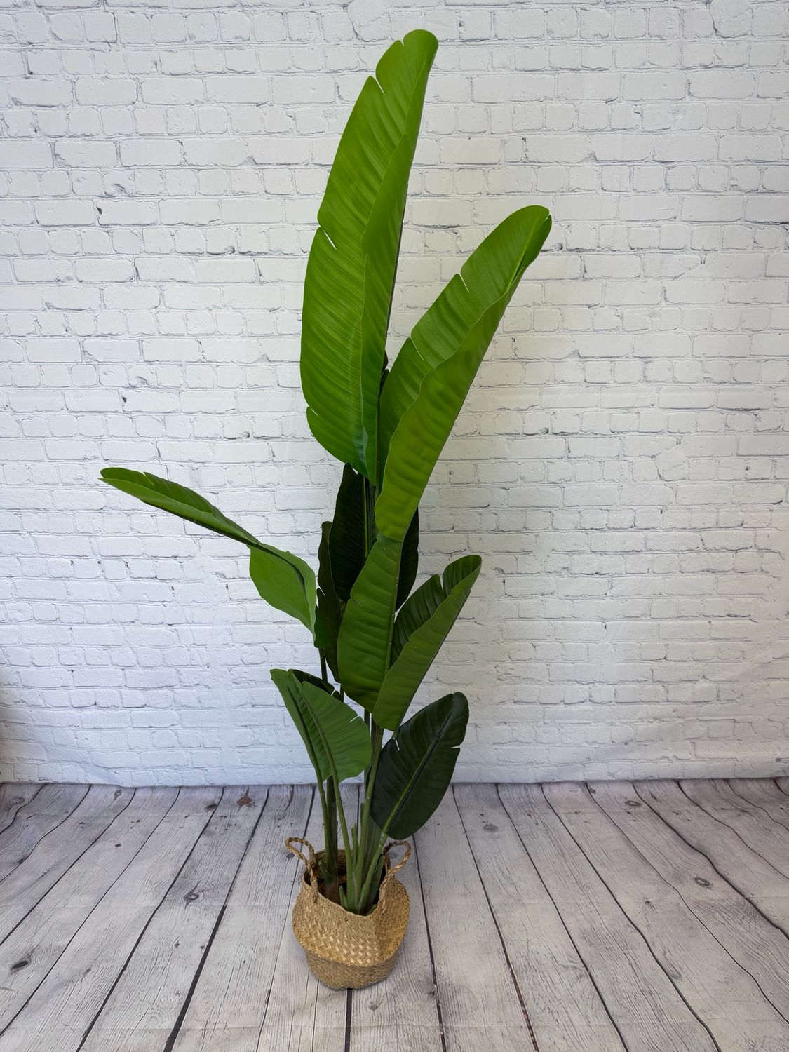 Bird Of Paradise Floor Plant - 5 Foot